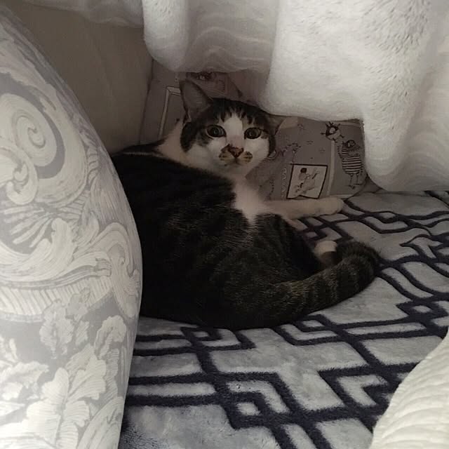 yuchiさんの実例写真