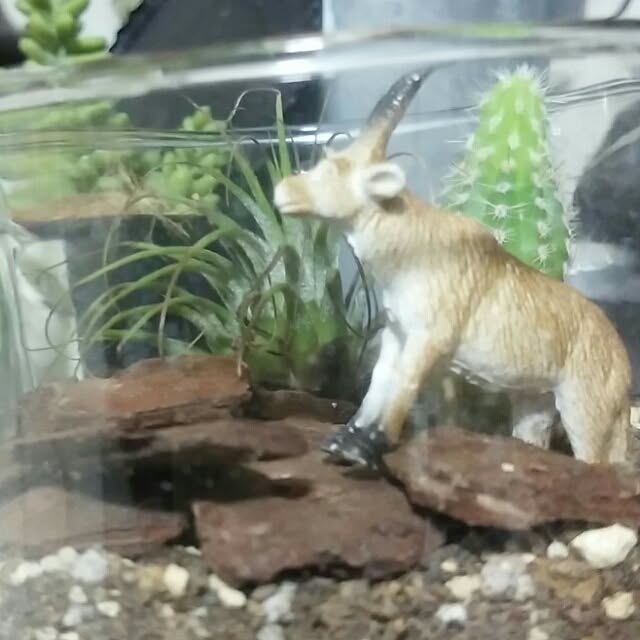 marokoさんの実例写真