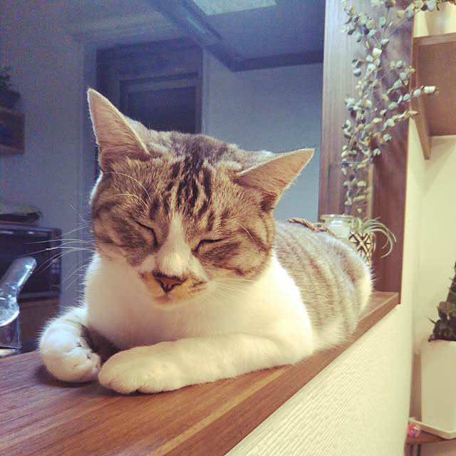 saoさんの実例写真
