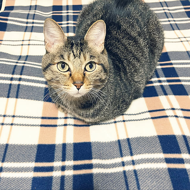 kittenblueさんの実例写真