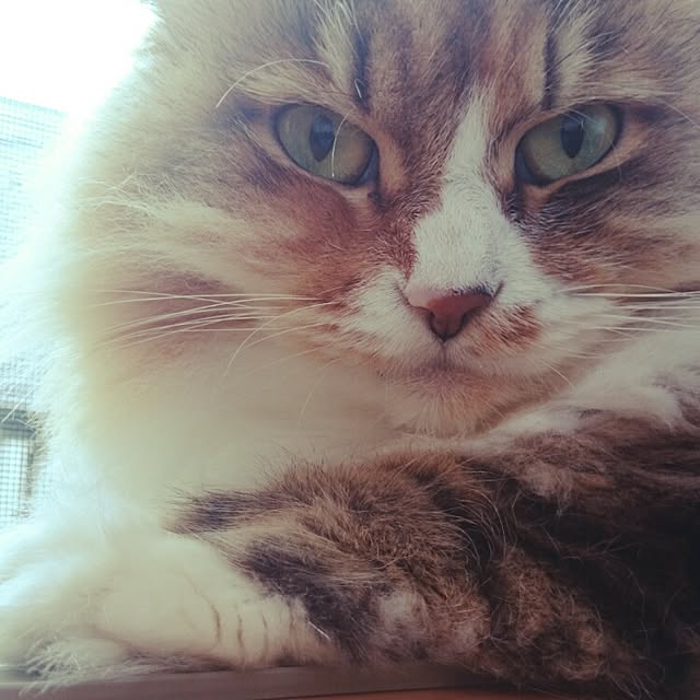 mizさんの実例写真