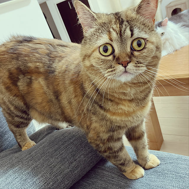 aiさんの実例写真