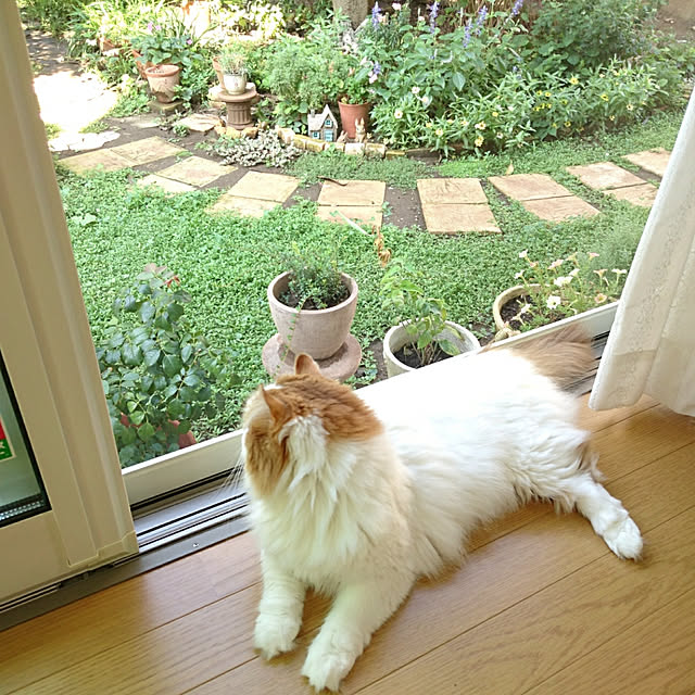 chururiさんの実例写真