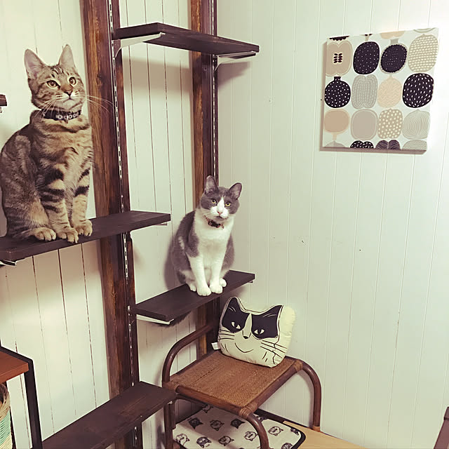 hacchiさんの実例写真