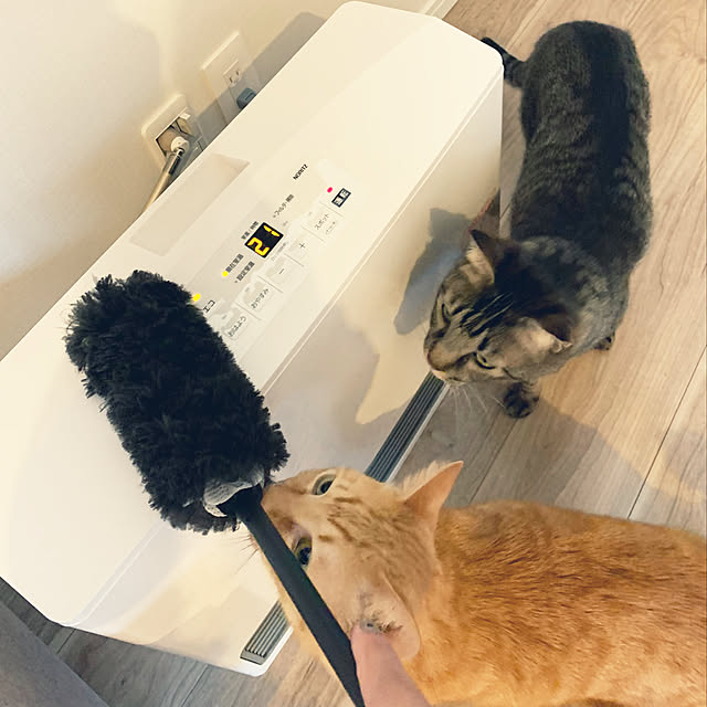 neko_daisukiさんの実例写真