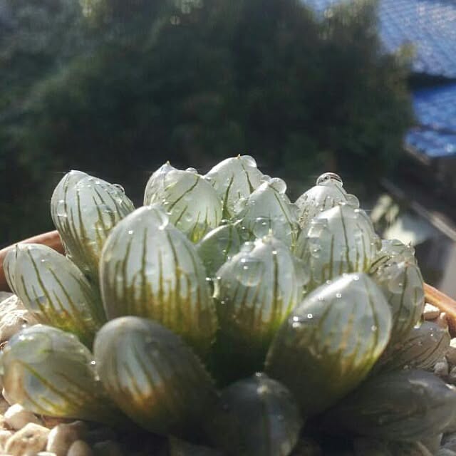 zutanさんの実例写真