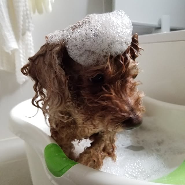 midoriさんの実例写真