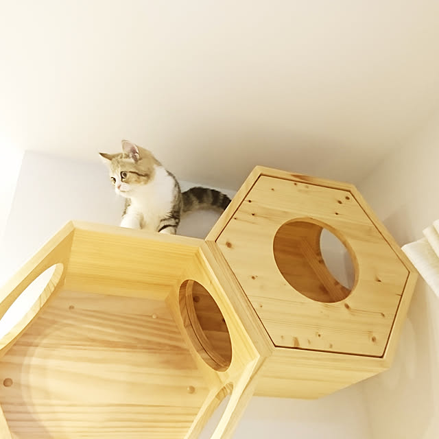 nyanさんの実例写真