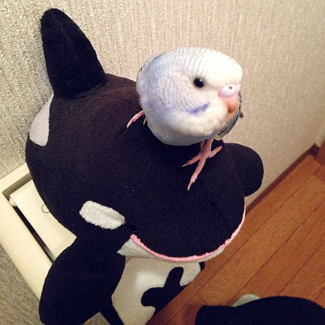 pickotanさんの実例写真