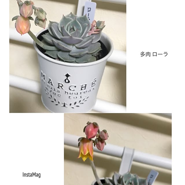 pinさんの実例写真