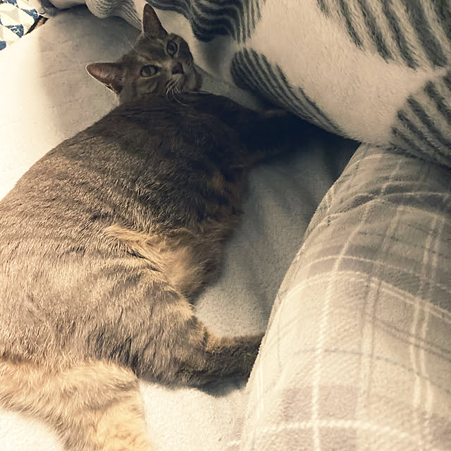 Roby1018さんの実例写真