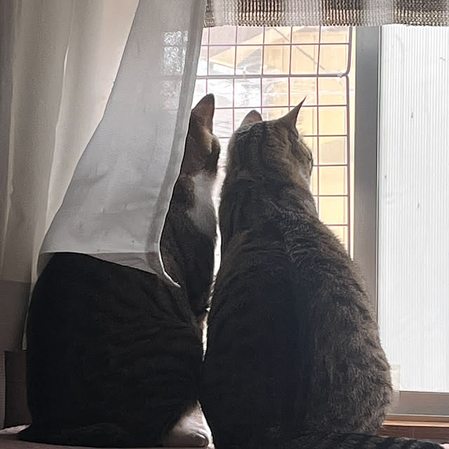 marinkarinさんの実例写真