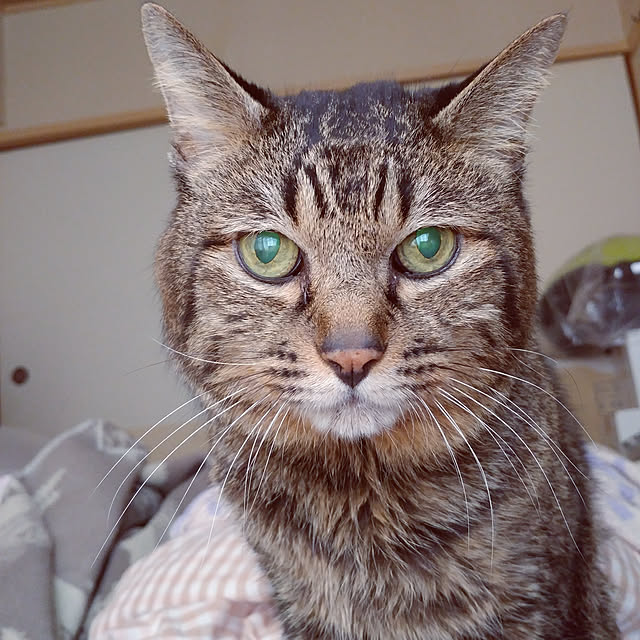 kittenblueさんの実例写真
