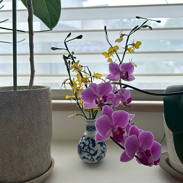 hatsugaさんの部屋