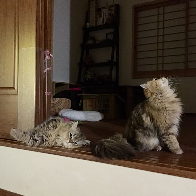 butachanさんの実例写真