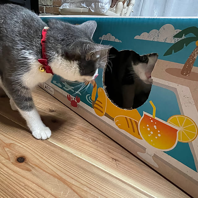 nekosamaさんの部屋