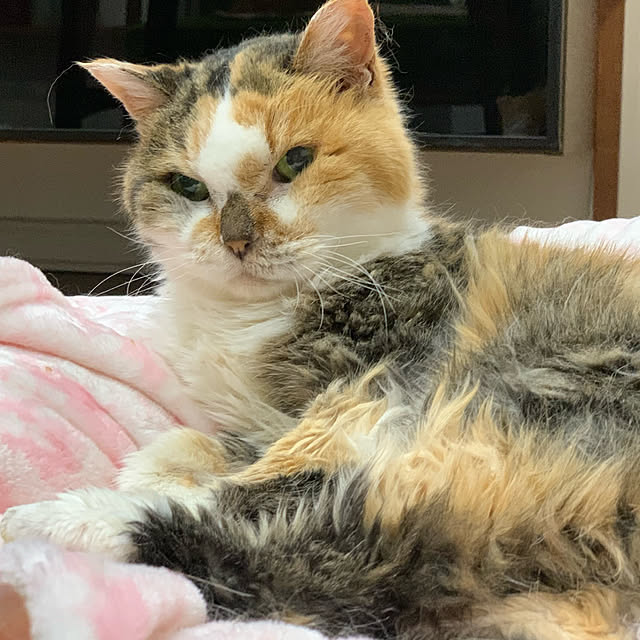 mikeume7さんの実例写真