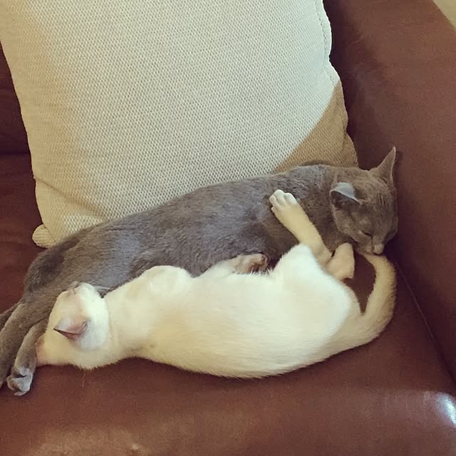 maaayonさんの実例写真