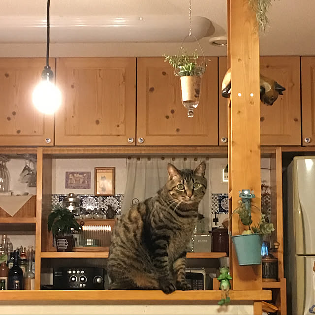 manmarunekoさんの実例写真