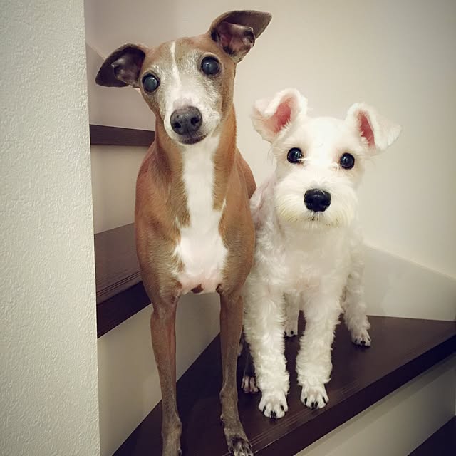 suzyさんの実例写真
