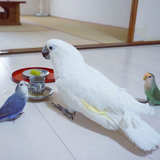 aromameさんの実例写真