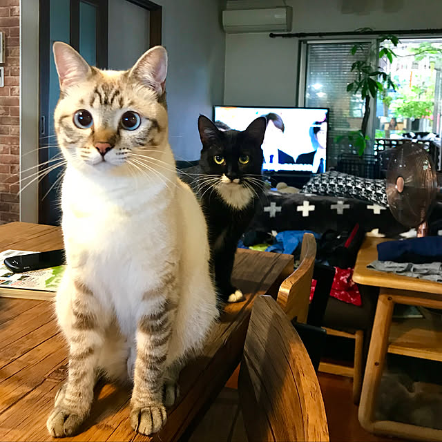 butachanさんの実例写真