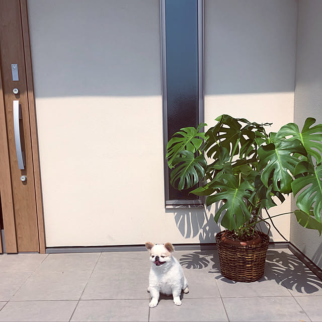 実例写真