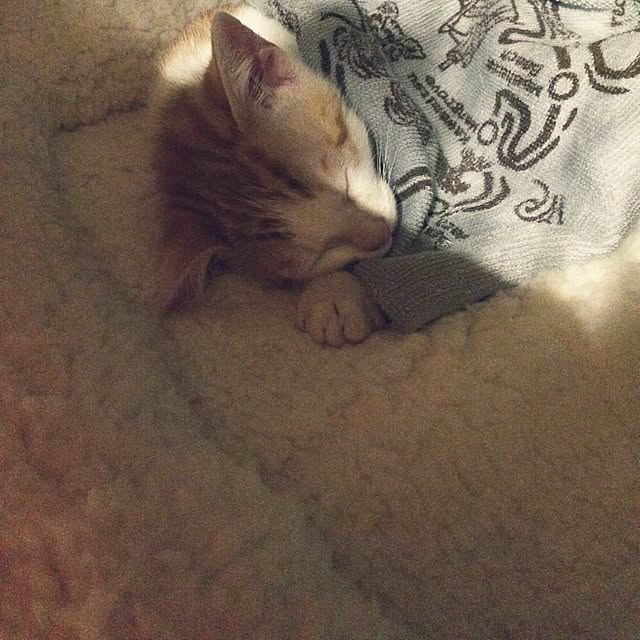 biscoさんの実例写真