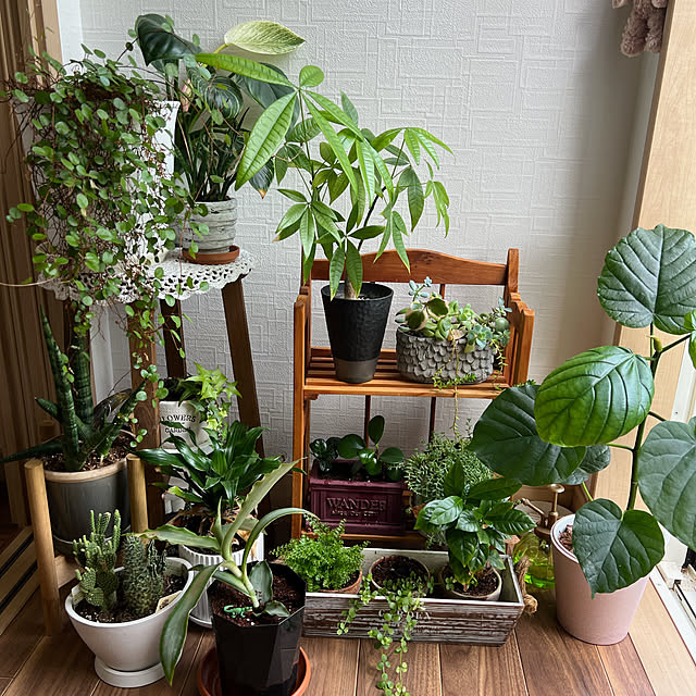 玄関/入り口/ウンベラータ/観葉植物/観葉植物のある部屋/グリーンのある暮らしのインテリア実例 - 2024-07-06 18:27:16