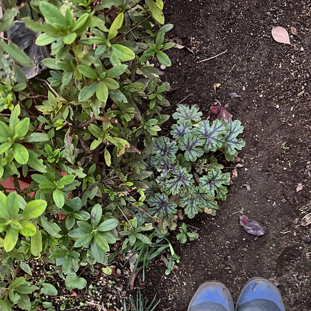 mamizaさんの部屋