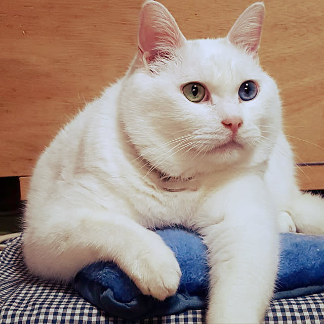 ippu0303Karinさんの実例写真