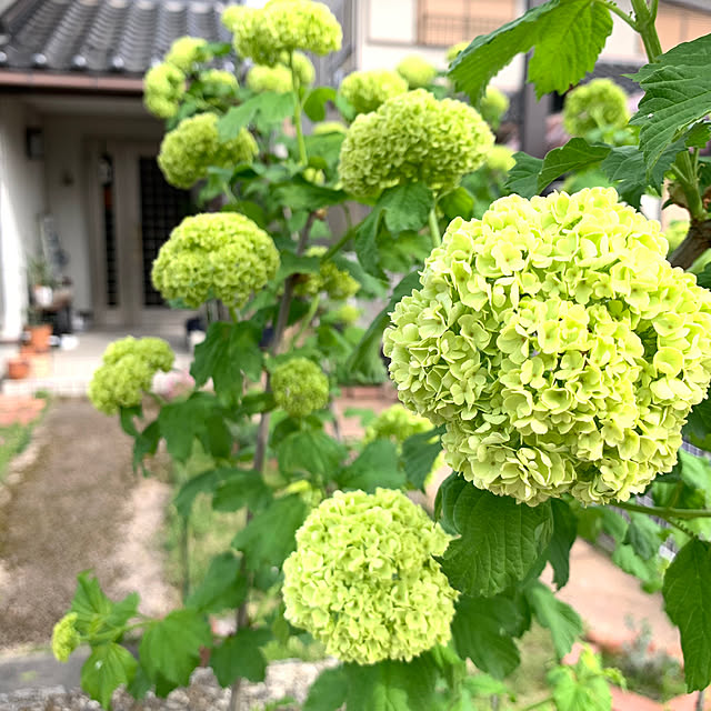 cyaroさんの部屋