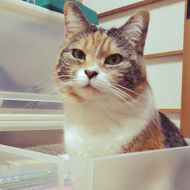 yukieさんの実例写真