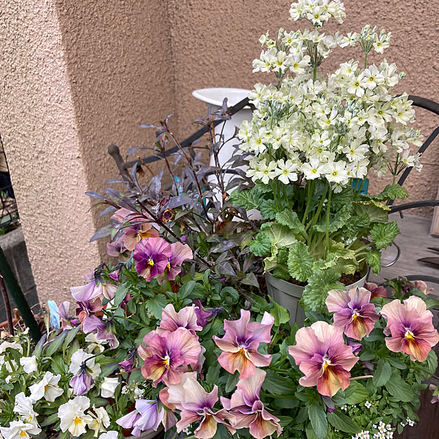 amiromikaさんの部屋