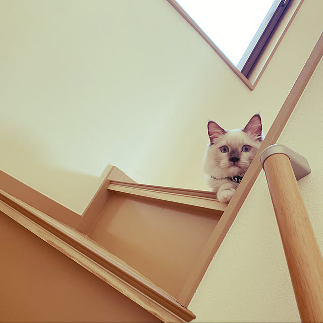 gesutyさんの実例写真