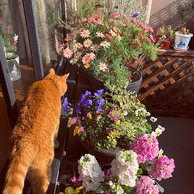 lapoさんの実例写真