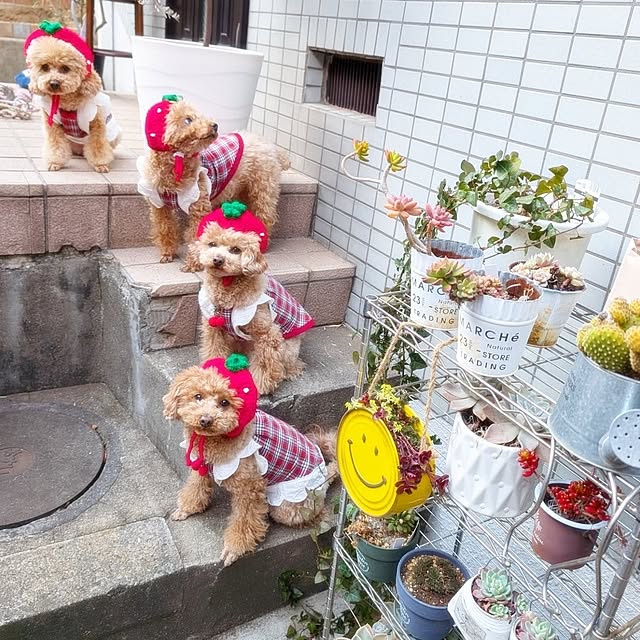 milk_hana_さんの実例写真