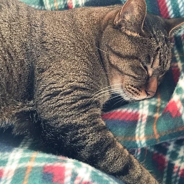 beansさんの実例写真