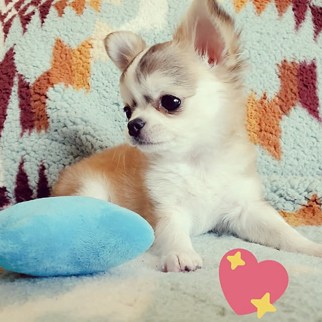macyaさんの実例写真
