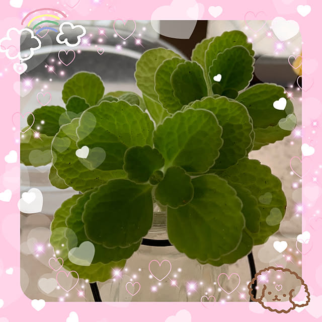 kumiさんの実例写真