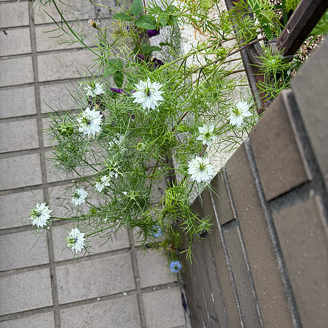 mamizaさんの部屋