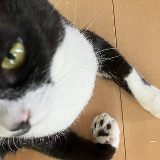 nekoさんの部屋