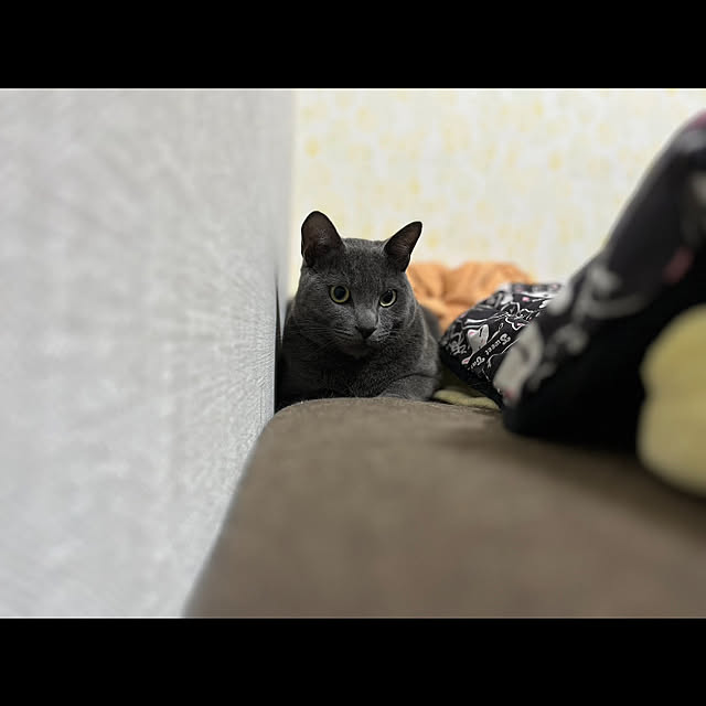 nekoさんの実例写真