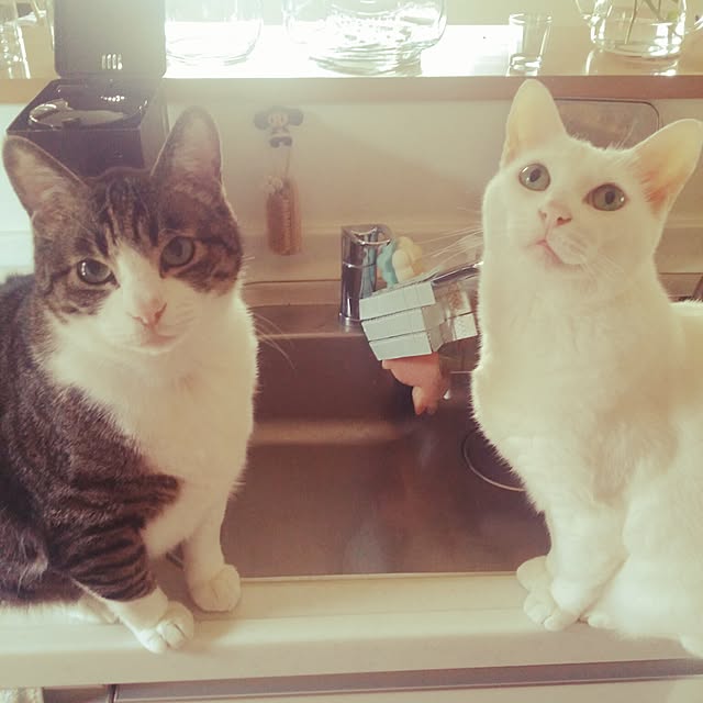 実例写真