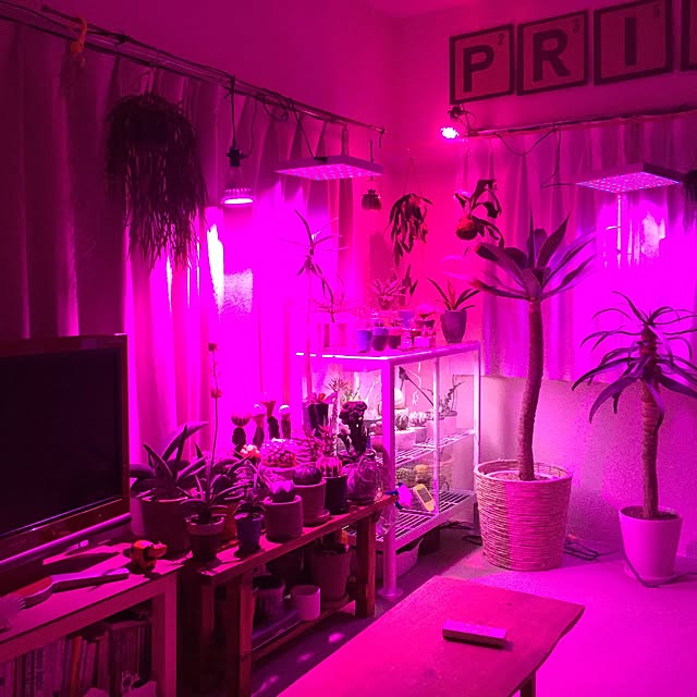 部屋全体/観葉植物/多肉植物のインテリア実例 - 2016-02-27 00:12:51