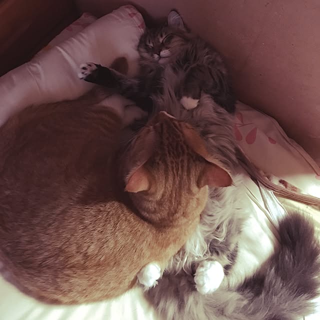 CATさんの実例写真