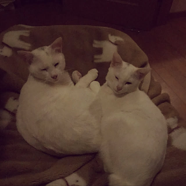 yuki48さんの実例写真