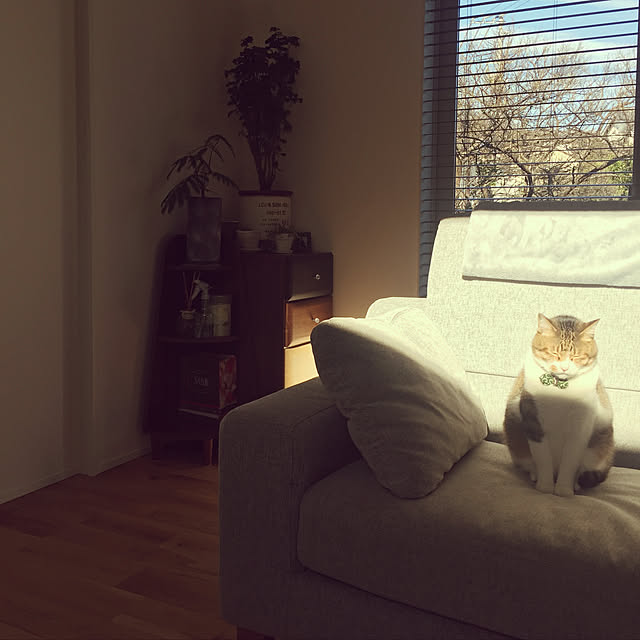 Kasumiさんの実例写真