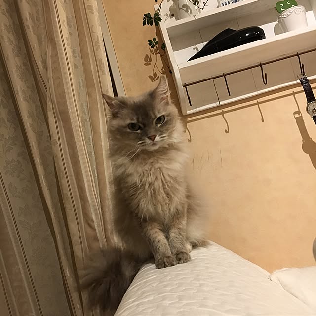 sakuracoさんの実例写真