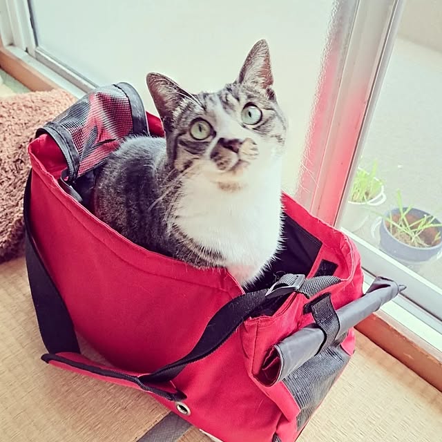 shinoさんの部屋